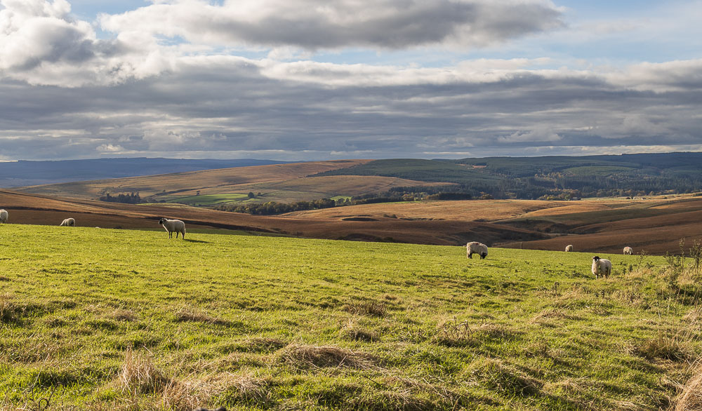 Thorneyburn Fell